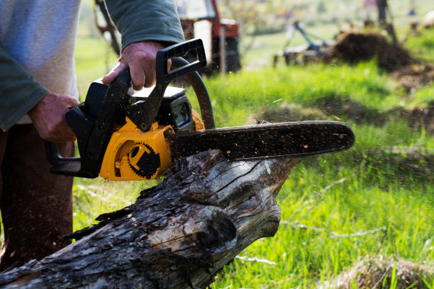 Best Tree Risk Assessment  in Harvey, MI